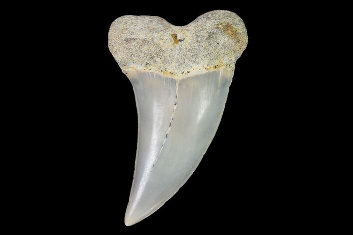 Fossil Shark (Carcharodon planus) Tooth - Sharktooth Hill, CA #94675